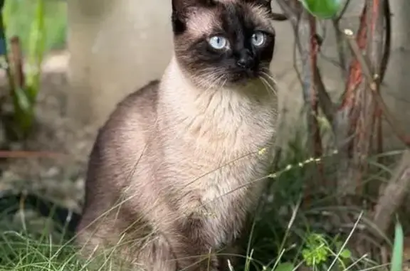 Chatte croisée Siamois perdue à Jurançon - photo