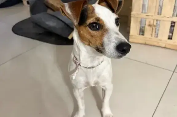 Chien trouvé Fontenilles, photo: Chien trouvé, Pré aux Chênes, Fontenilles