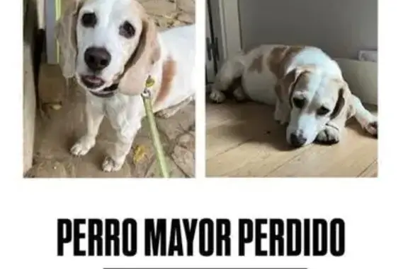 Perros perdidos, Barcelona, foto: Beagle macho perdido - Avinguda Montanyans