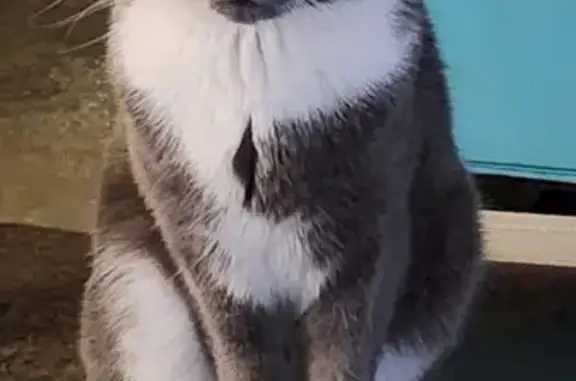 Chat gris et blanc perdu à Sallaumines - photo