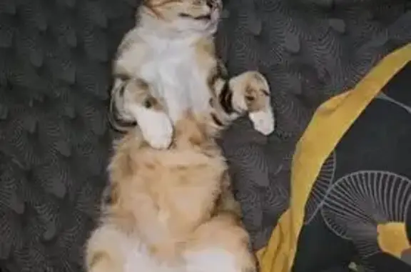Chat perdu, non castré, oreille abîmée - photo