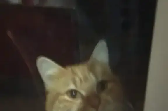 Animaux trouvés Luc-sur-Mer, photo: Chat roux câlin trouvé à Luc-sur-Mer