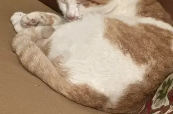 Chat tigre roux perdu à Viry-Châtillon - photo