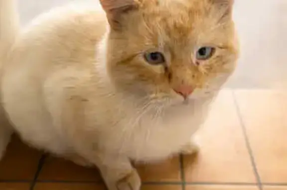 Animaux trouvés Merville, photo: Chat errant cherche famille ou propriétaire