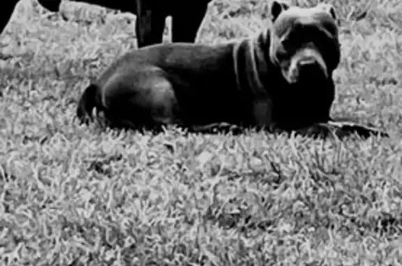 Lost: Friendly Blue Staffies in Yarra Ranges