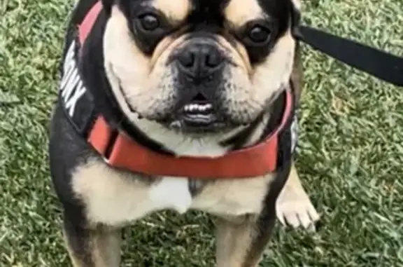 Lost Black & Tan Frenchie in Bayside