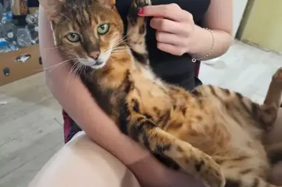 Lost Bengal Cat: Brown & Gold, Upton Way