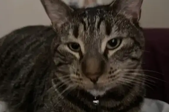 Lost Grey Tabby: Lake St, Menasha - photo