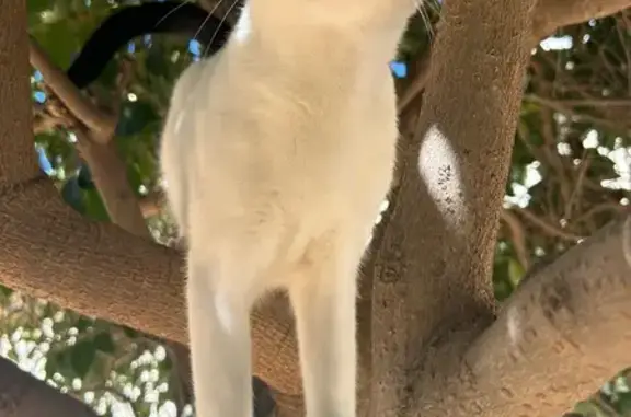 Lost Cat: Black & White, Green Eyes, Phoenix