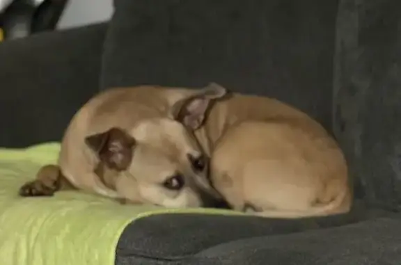 Lost Dog on Castleberry Drive, Buford - photo
