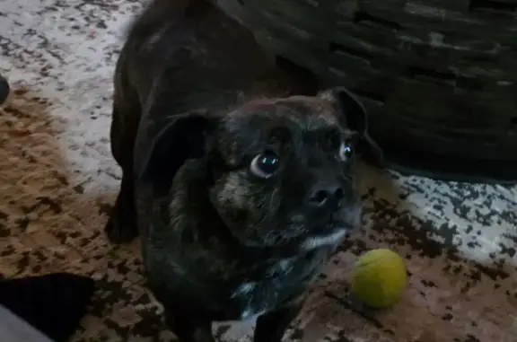 Missing dog Navarre, photo: Lost Brindle Pug Mix: 'I'm with Creepy' Sweater on Navarre Parkway