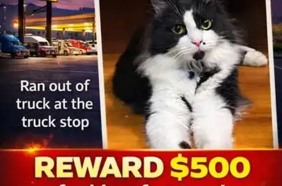 Lost Cat: Black & White, Lomb Ave, Bham