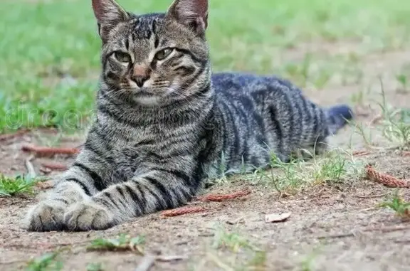 Chat perdue, yeux vairons, St-Gervais - photo