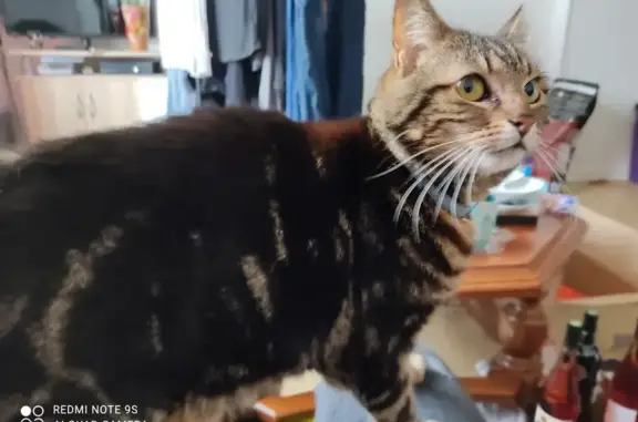 Animaux perdus Alsting, photo: Chatte tigrée 14 ans perdue à Alsting