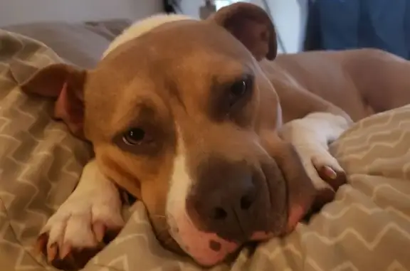 Missing dog , photo: Lost Sweetheart: Tan & White Dog Missing