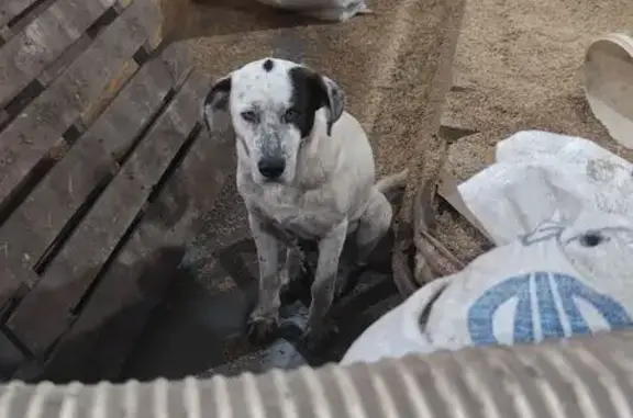 Зникла собака з цуценям у Нарк...