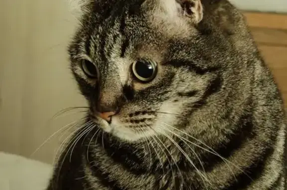 Chat perdu, Tours, photo: Chat tigré perdu à Tours, Allée des Châtaigniers