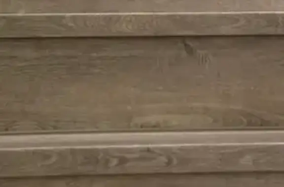 Lost Maine Coon Mix: Ginger Cat in Sydney