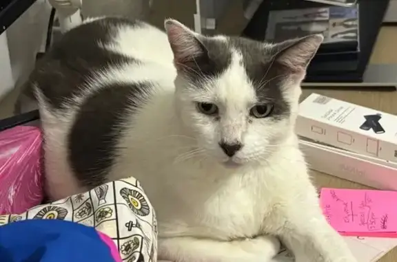 Lost pets , photo: Lost Cat: Gentle White/Grey, Red Collar