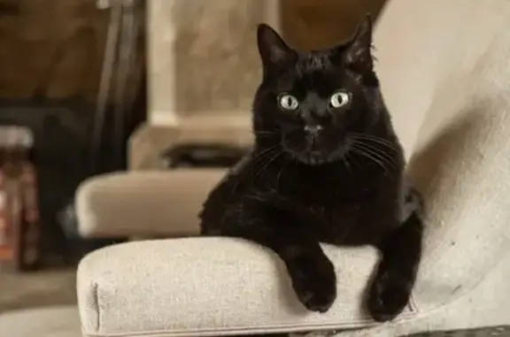 Chat noir perdu à Valcanville, Normandie - photo