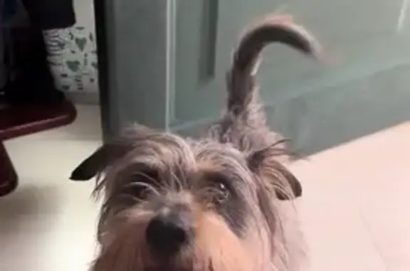 Perros perdidos, , foto: Perro Perdido: Pequeño Negro con Manchas