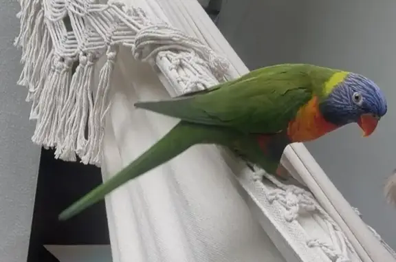 Lost Bird with Eye Bump in N. Beaches