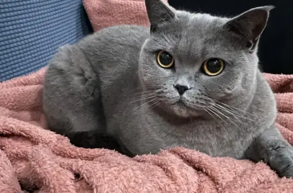 Gato British Shorthair gris perdido en Cornellà