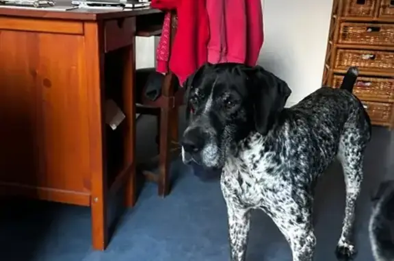 Chien trouvé Bourg-en-Bresse, photo: Braque allemand mâle trouvé à Bourg-en-Bresse