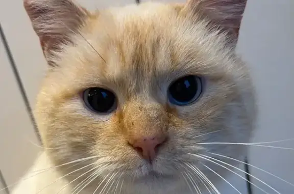 Chat mâle beige perdu, sociable, La Baule - photo
