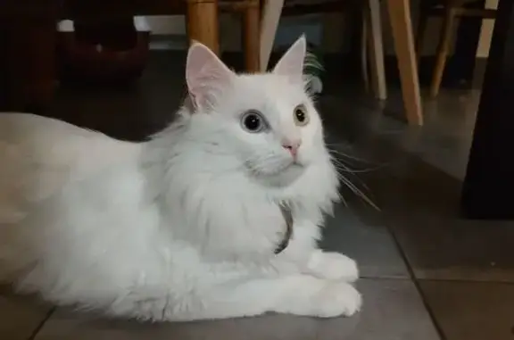 Animaux perdus , photo: Chat perdu, Oggy, gros matou 10kg, Terranjou