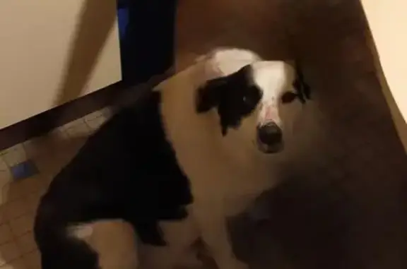 Animaux perdus Ploudalmézeau, photo: Border collie noir et blanc perdu à Ploudalmézeau