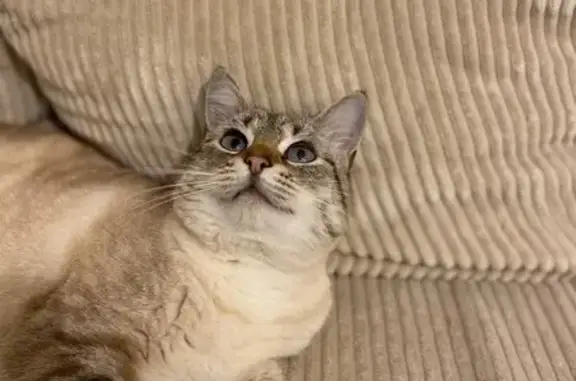 Animaux perdus , photo: Chat perdue, yeux bleus, St-Brieuc