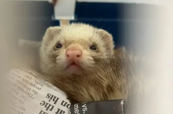 Protective Mama Hamster Lost:...