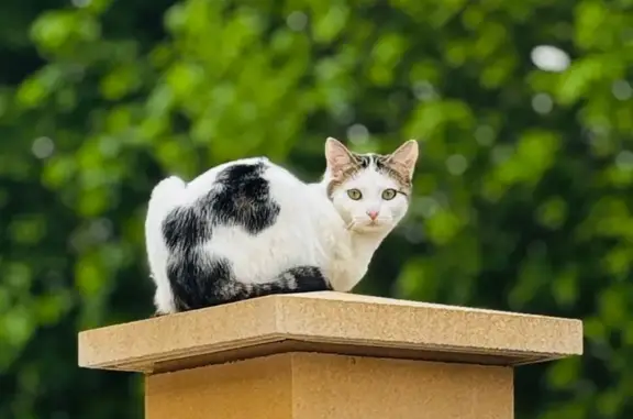 Chatte perdue à Herblay-sur-Seine - photo