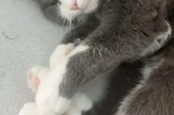 Chatte perdue Ella, pelage gris et blanc - photo