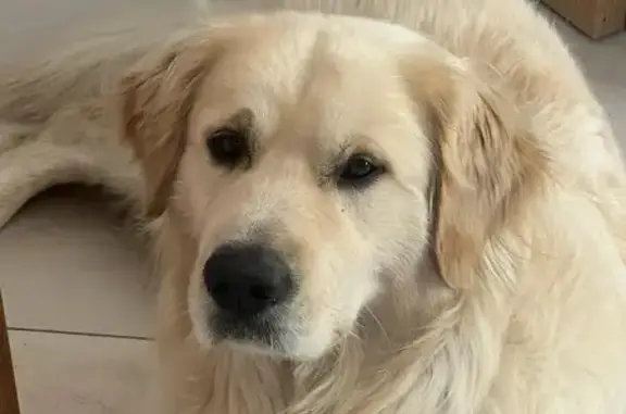 Golden Retriever mâle perdu à Fillièvres - photo