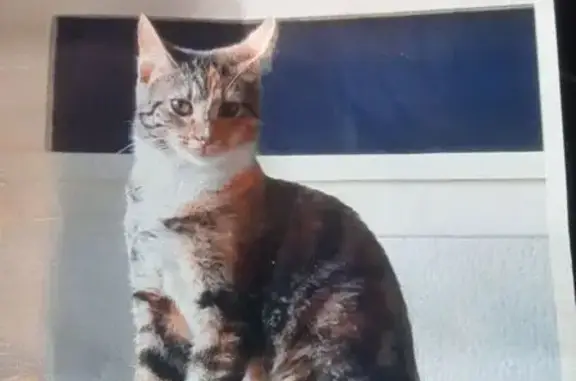 Chatte peureuse perdue, Sèvres, Grande Rue - photo