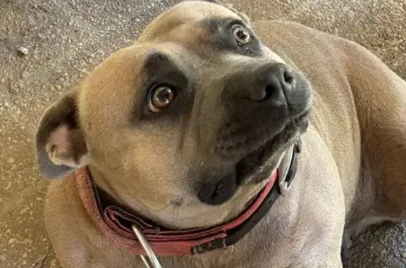 Friendly Brown Staffy Lost in Elimbah