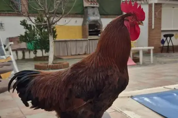 Ave Perdida en España: Marrón con Cola Verde