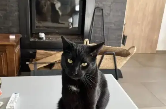 Chat perdu, Préfailles, photo: Chat perdu à Préfailles : Arlequin noir