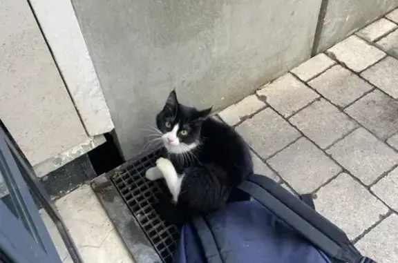Animaux trouvés Paris, photo: Chat noir et blanc docile, queue cassée