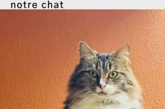Chatte tigrée perdue à Massy - photo