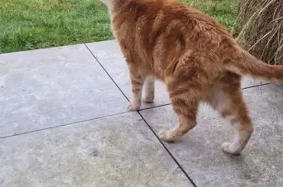 Chat roux perdu à La Verpillière - photo