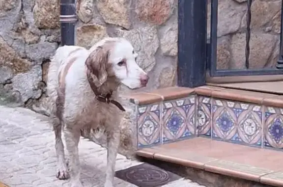 ¡Ayuda! Spaniel Bretón mayor extraviada