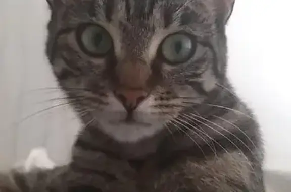 Animaux perdus Chalon-sur-Saône, photo: Chatte tigrée perdue à Chalon-sur-Saône