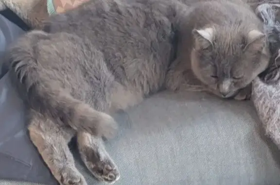 Chat perdu, , photo: Chat gris perdu, marque oreille droite