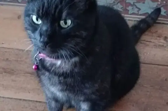 Animaux perdus , photo: Chat perdu : noir tigré, colliers vert et rose