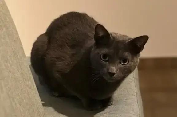 Chat perdu, Nouvelle-Aquitaine, photo: Chat gris peureux perdu à Saint-Georges