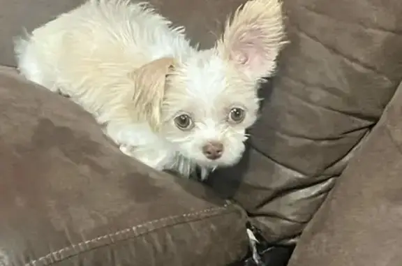 Lost pets , photo: Help Find Toby: Missing in Riverdale, MD