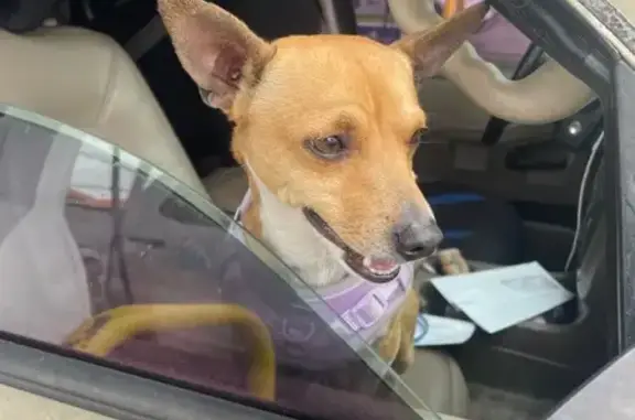 Found pets Hialeah, photo: Found: Small Tan Chihuahua Mix in Hialeah